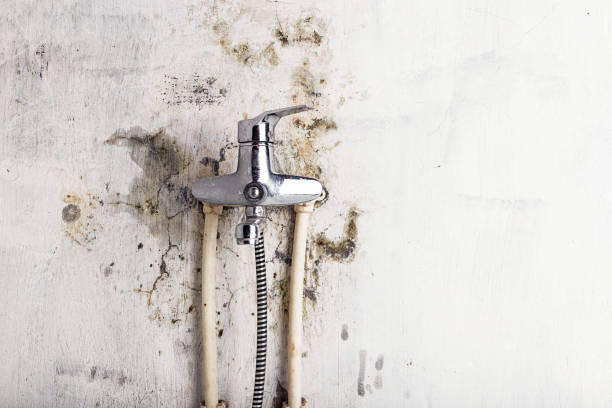 Best DIY Mold Remediation Support Services in St Clair, PA