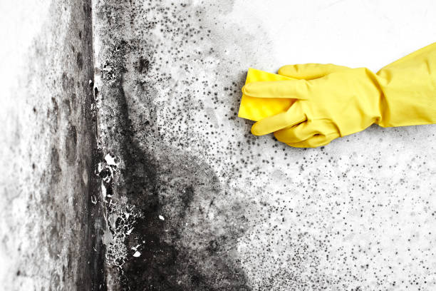 Best Industrial Mold Remediation in St Clair, PA