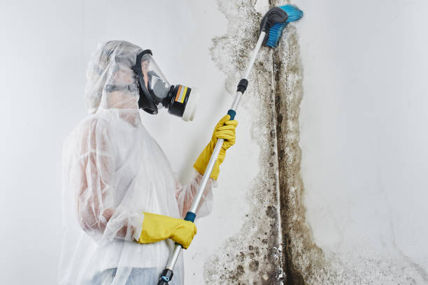 Best Emergency Mold Remediation in St Clair, PA
