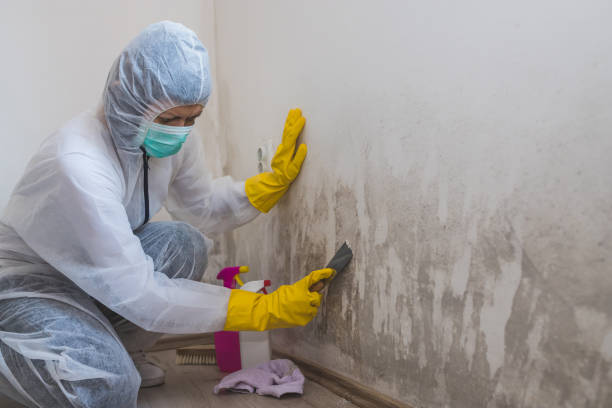 Best Post-Flood Mold Remediation in St Clair, PA