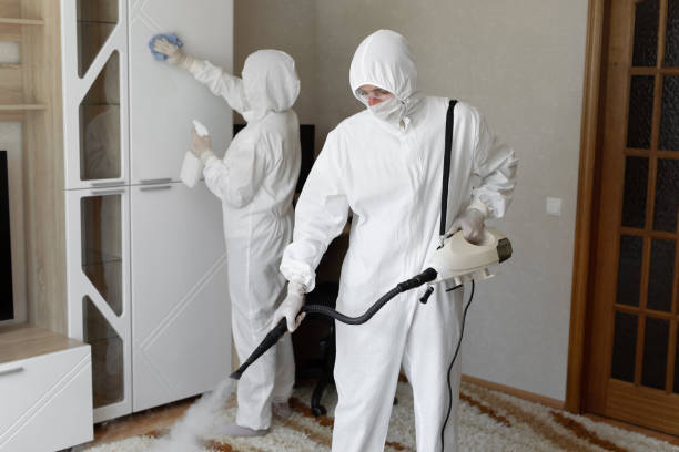 Best Black Mold Remediation in St Clair, PA