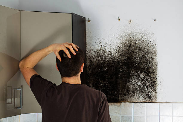 Best Residential Mold Remediation in St Clair, PA