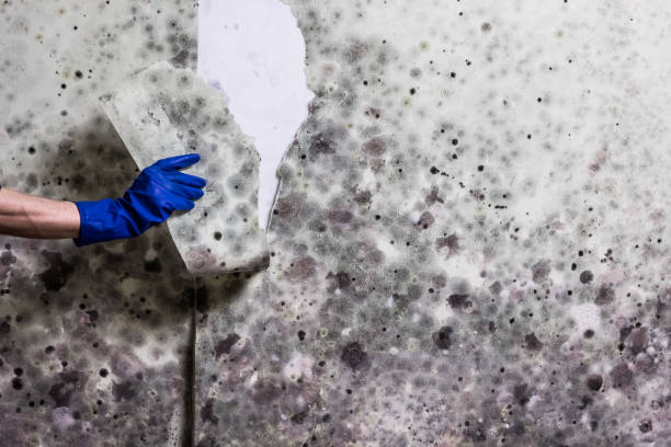 Best Bathroom Mold Remediation in St Clair, PA